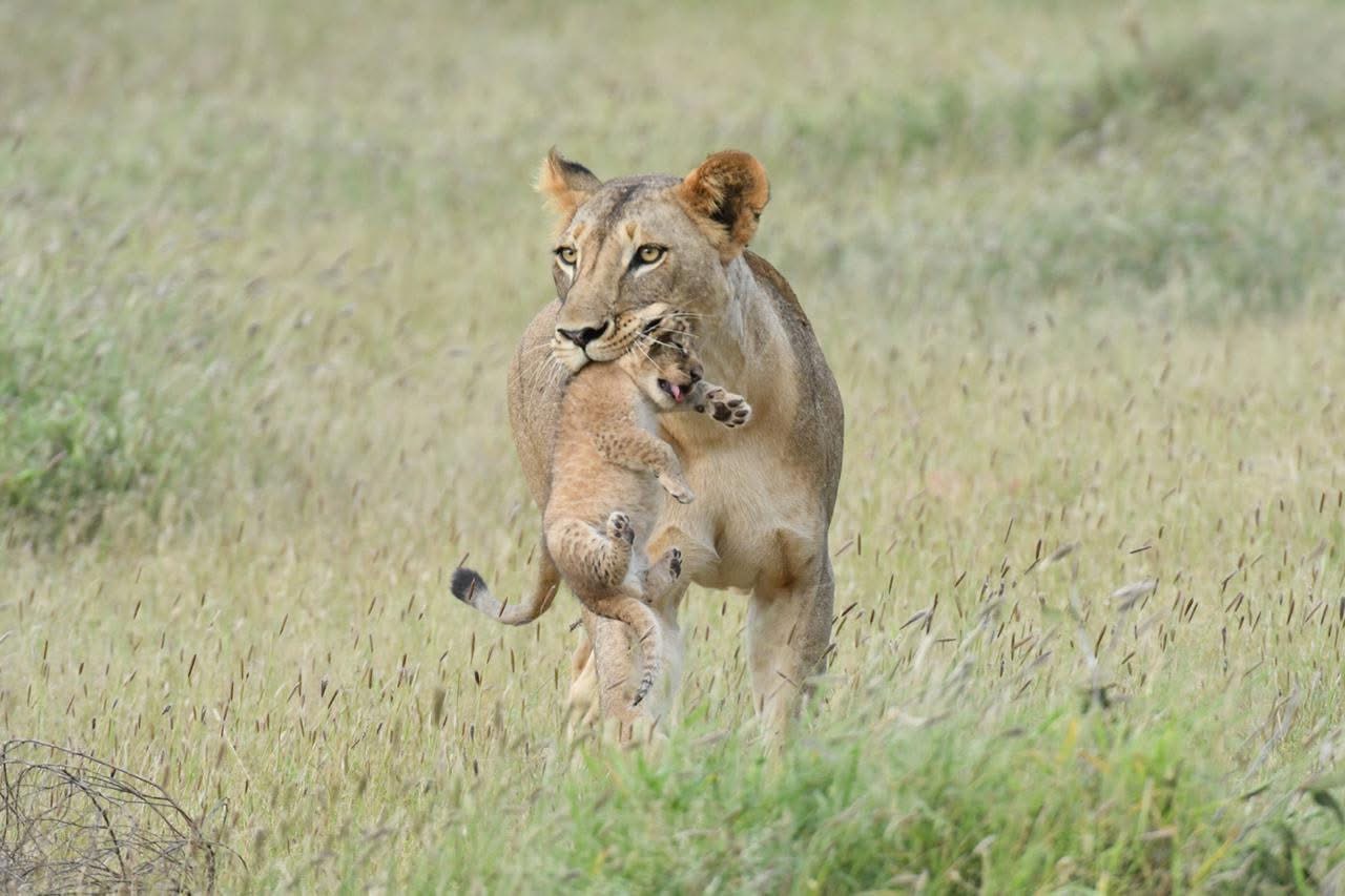 Tanzania Safari — Witness the Big Five in Serengeti National Park