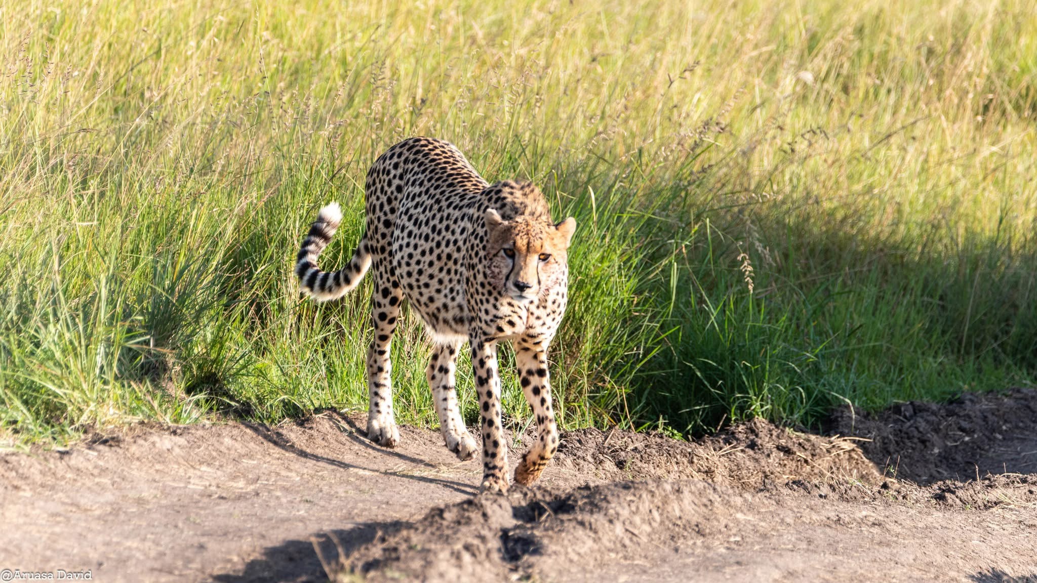 Tanzania Safari