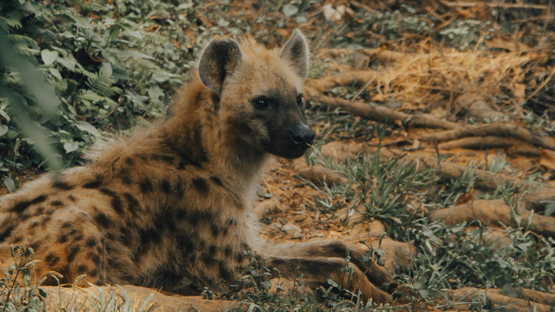 5-Day Ultimate Mid-Range Safari Experience