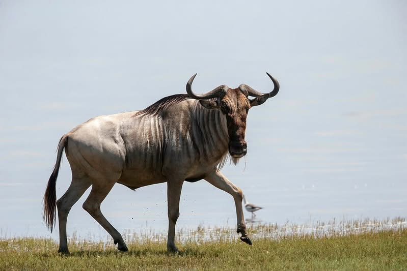 6-Day Serengeti Great Migration Fly-in Luxury Safari