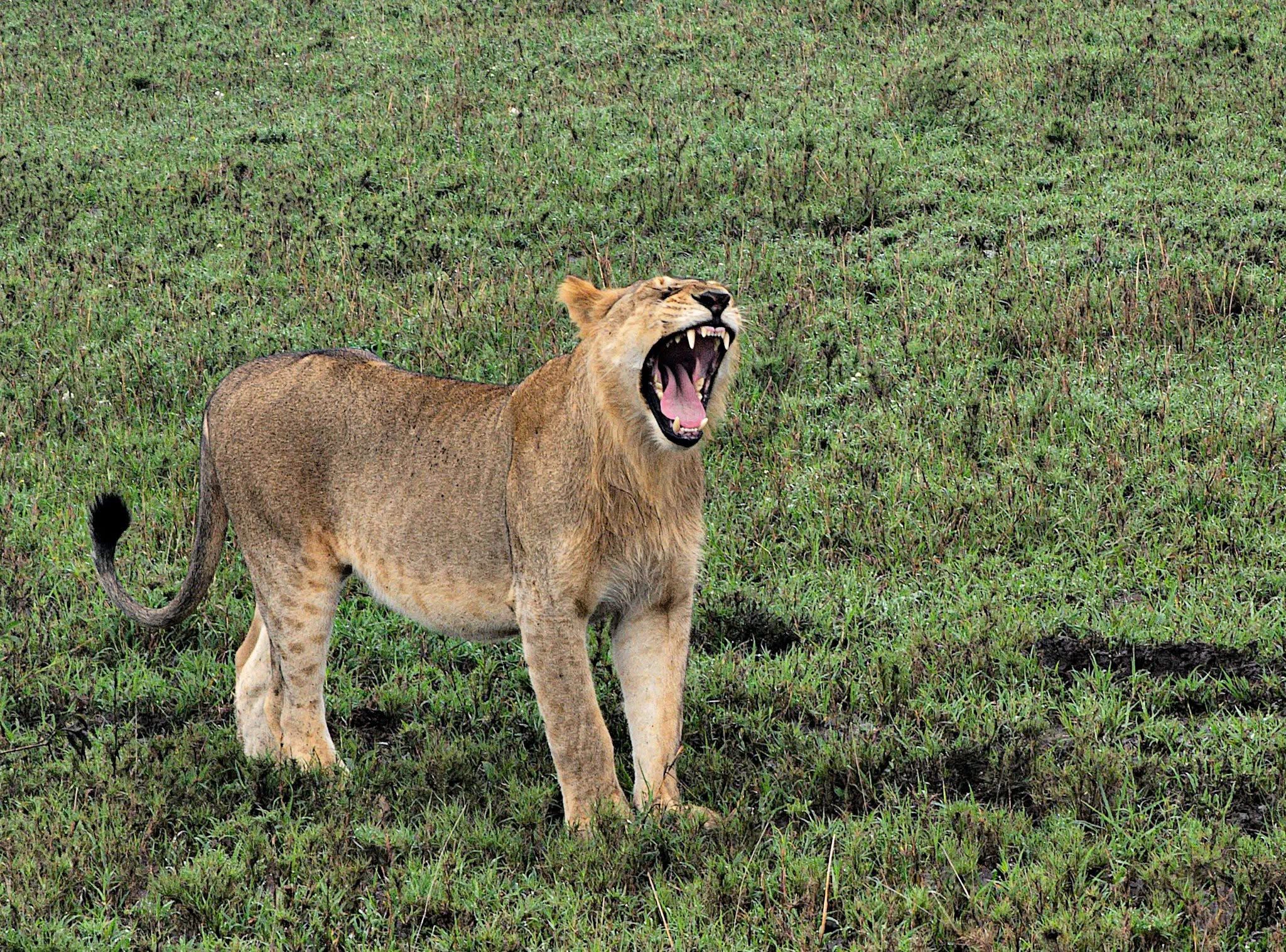 6-Day Serengeti Great Migration Fly-in Luxury Safari