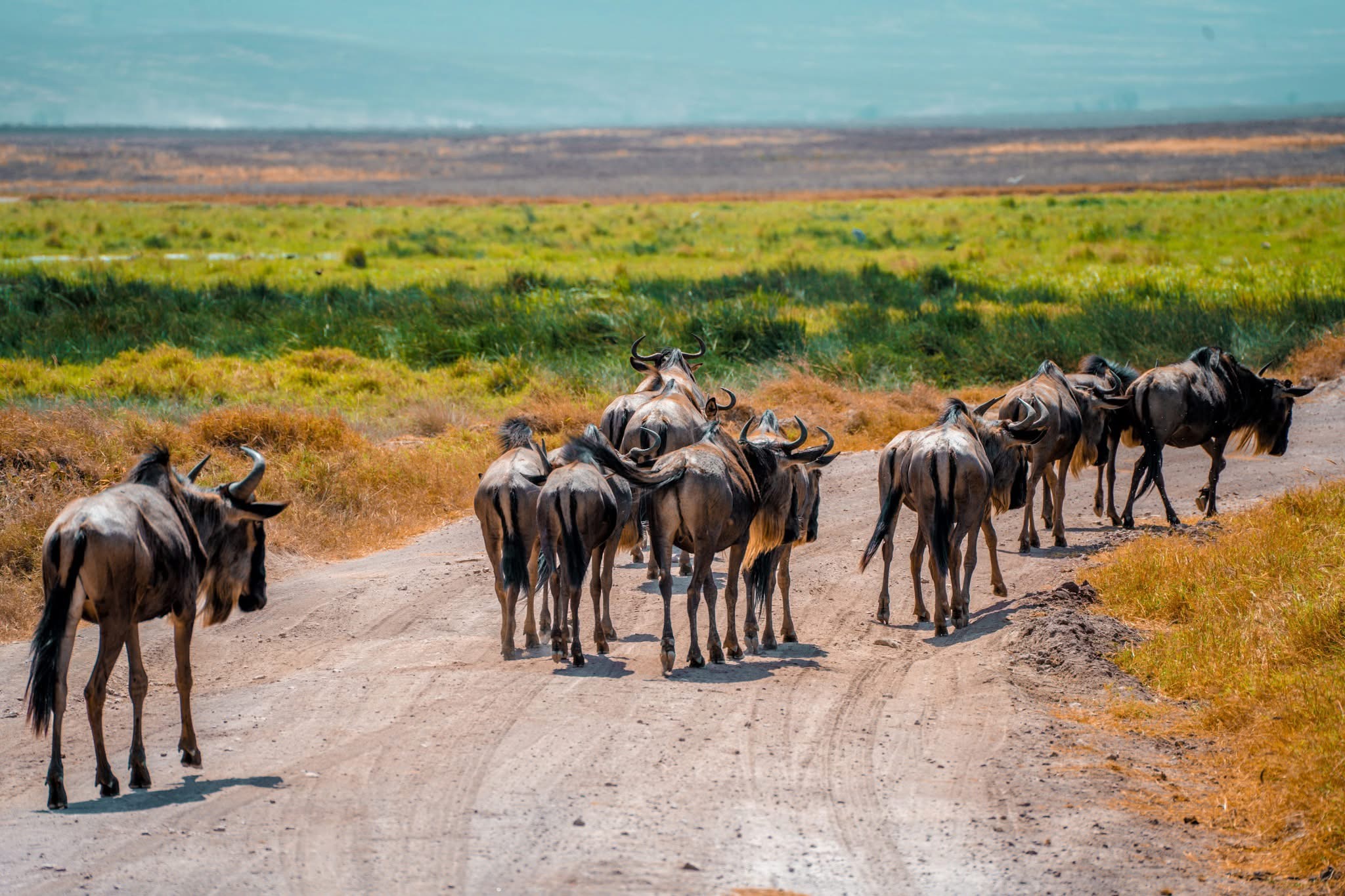 6-Day The Great Wildebeest Migration Calving Season