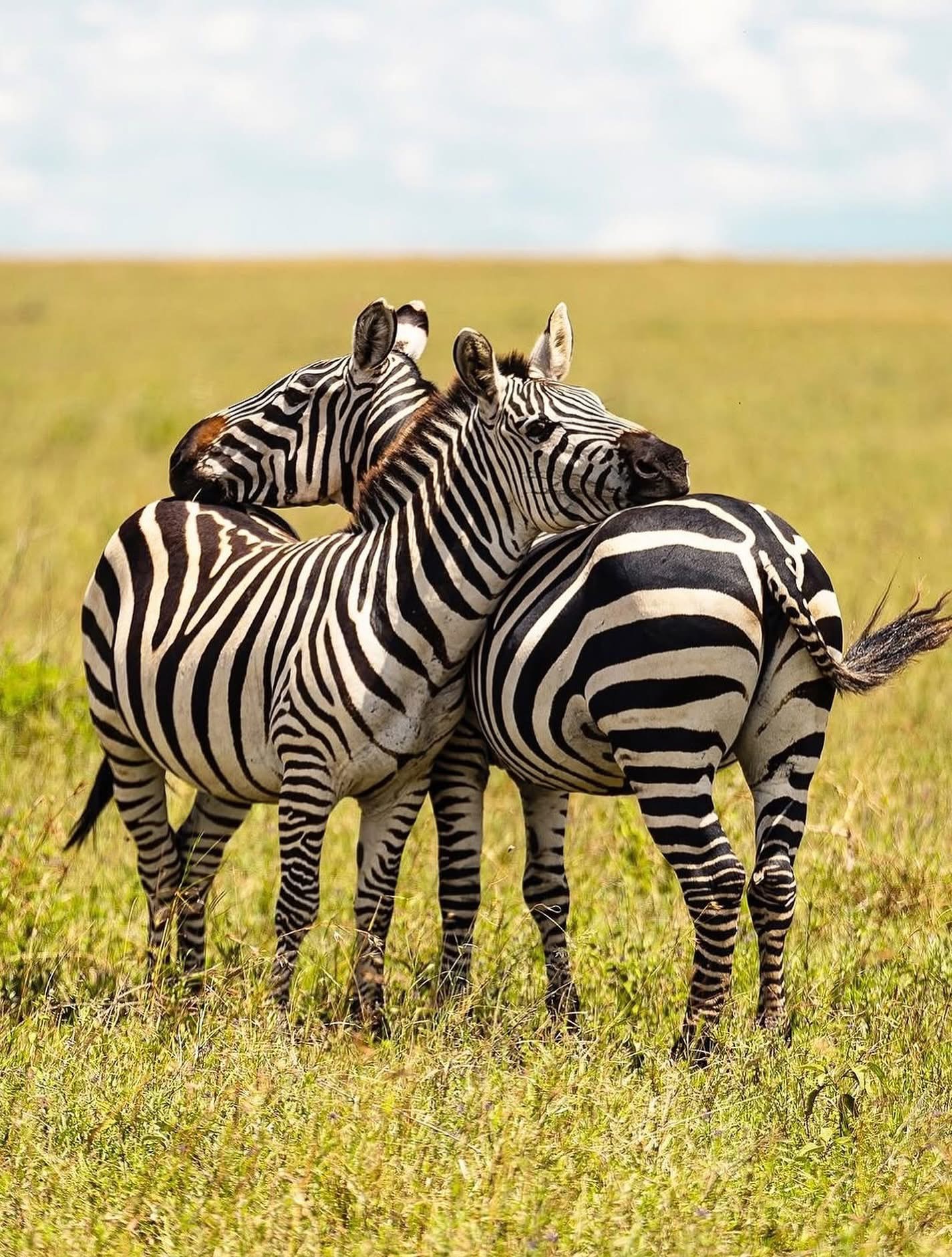 6-Day The Great Wildebeest Migration Calving Season