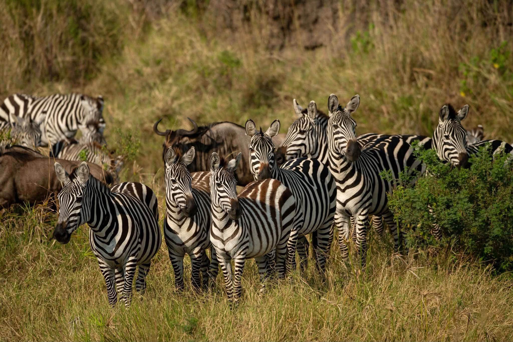 6-Day Tarangire, Serengeti, Ngorongoro, Eyasi & Manyara Safari
