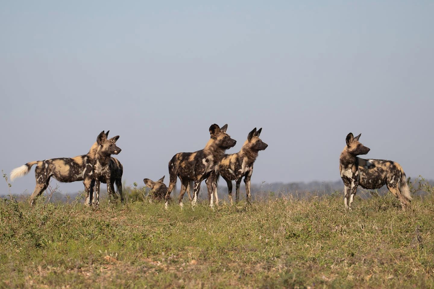 6-Day Highlights of Tanzania Mid-Range Safari