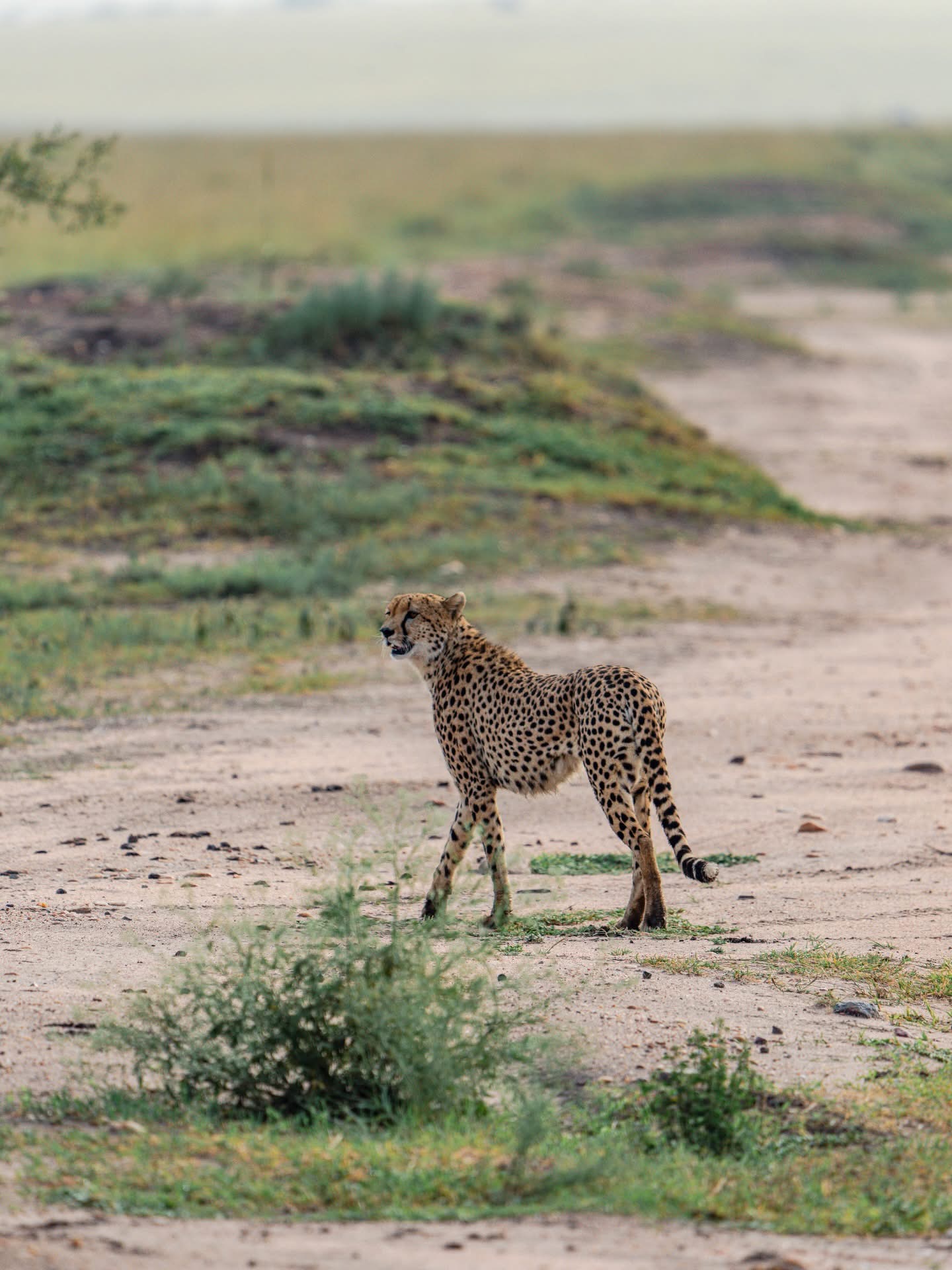 6-Day Highlights of Tanzania Mid-Range Safari