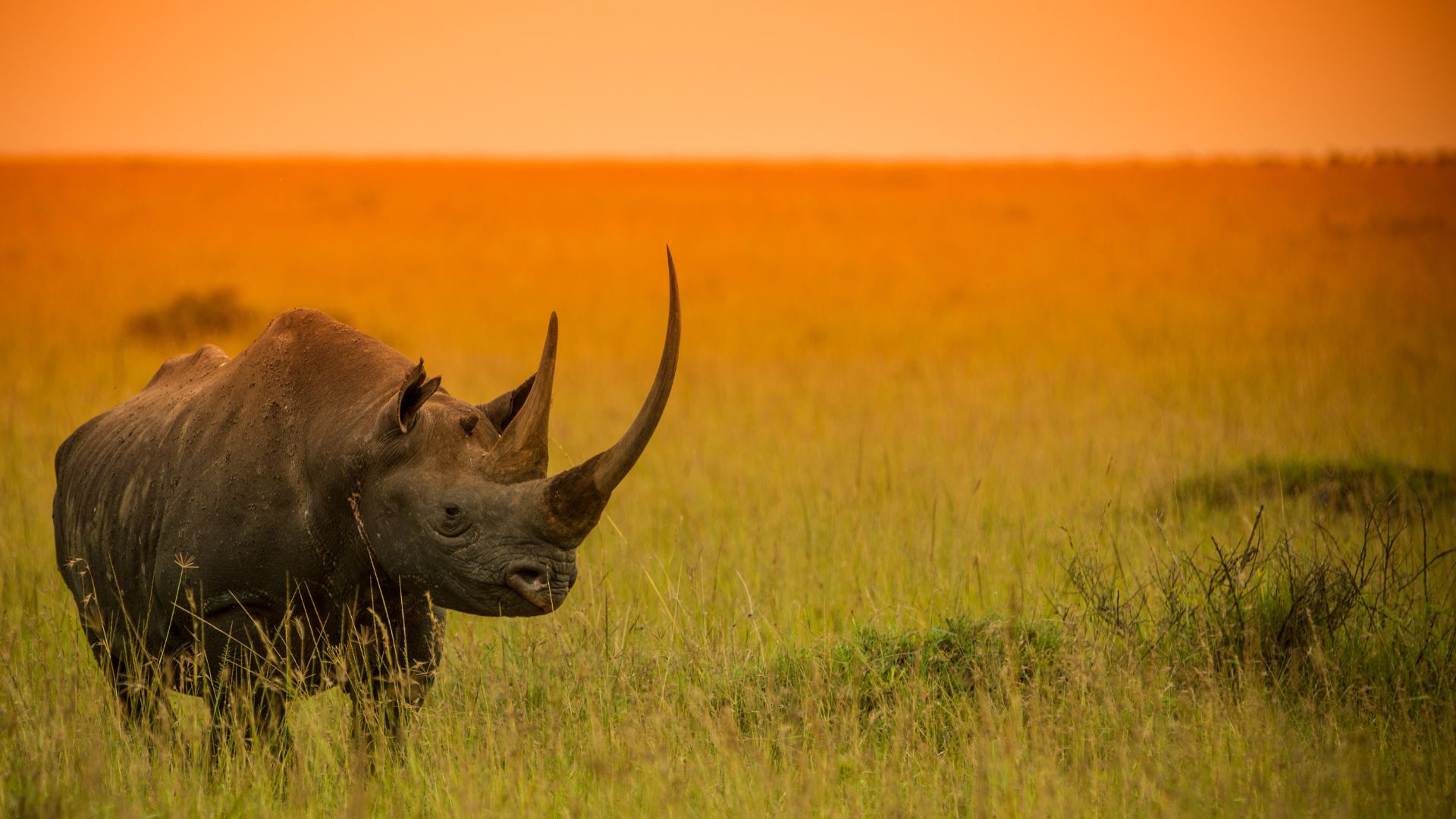 Ngorongoro Crater