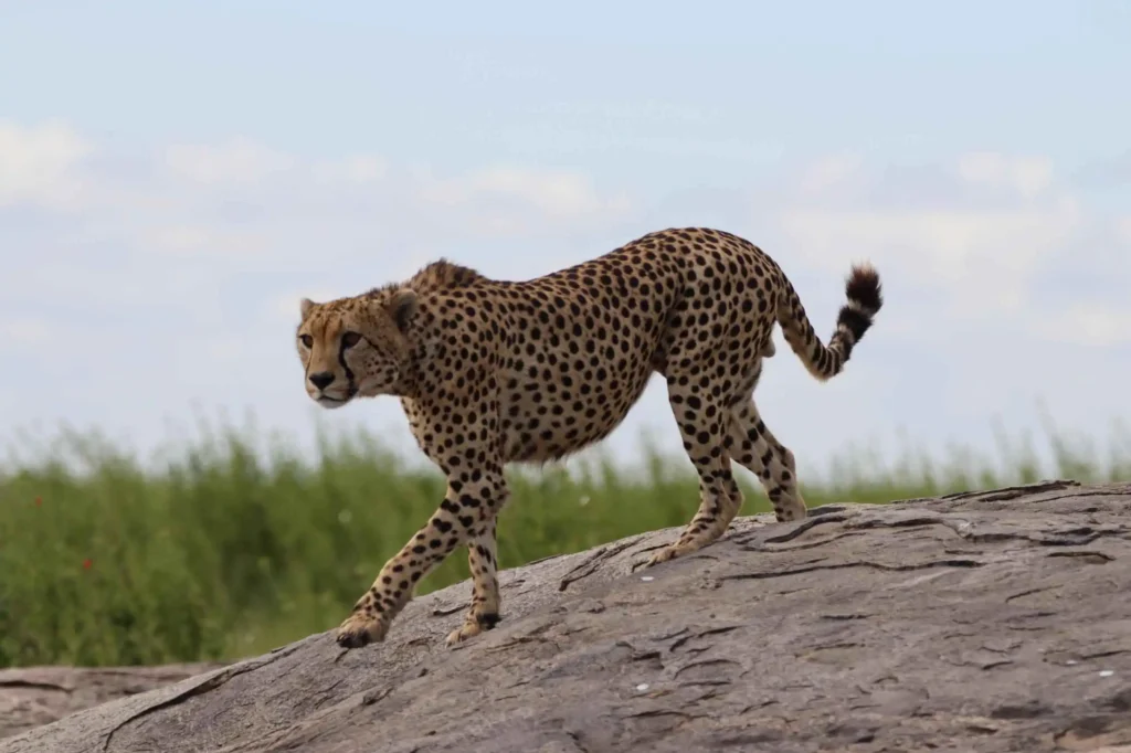 4 Days Luxury Fly-In Safari