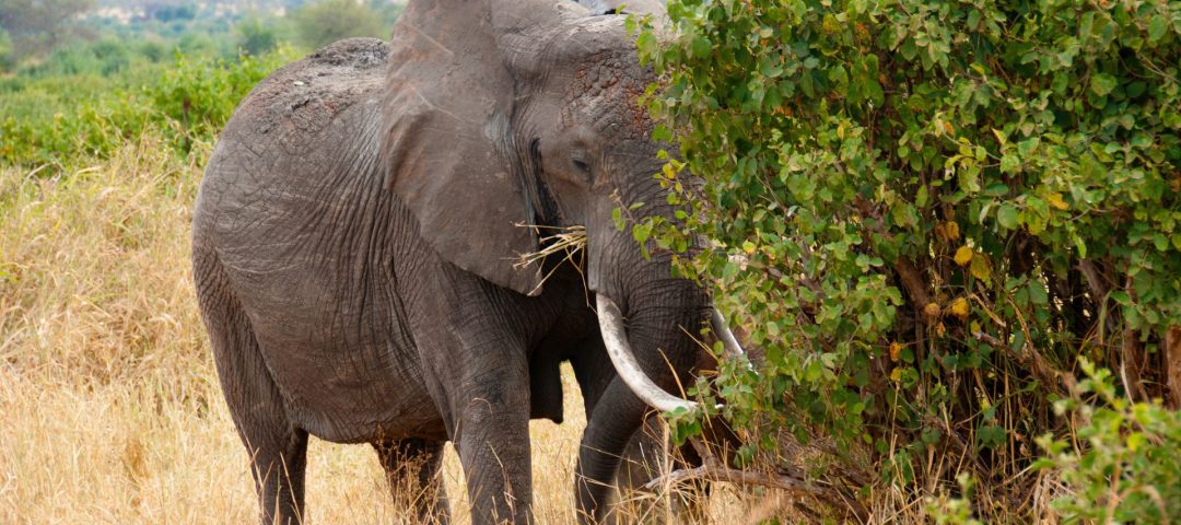 tarangire national park tarangire national park